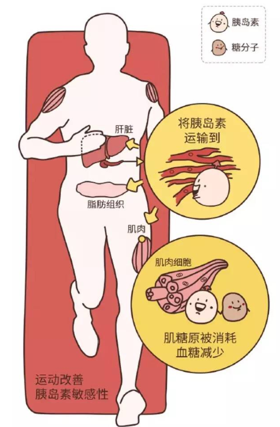 胰岛素拉着糖分子的手,一起进入肝脏或者肌肉细胞,形成肝糖原或肌糖原