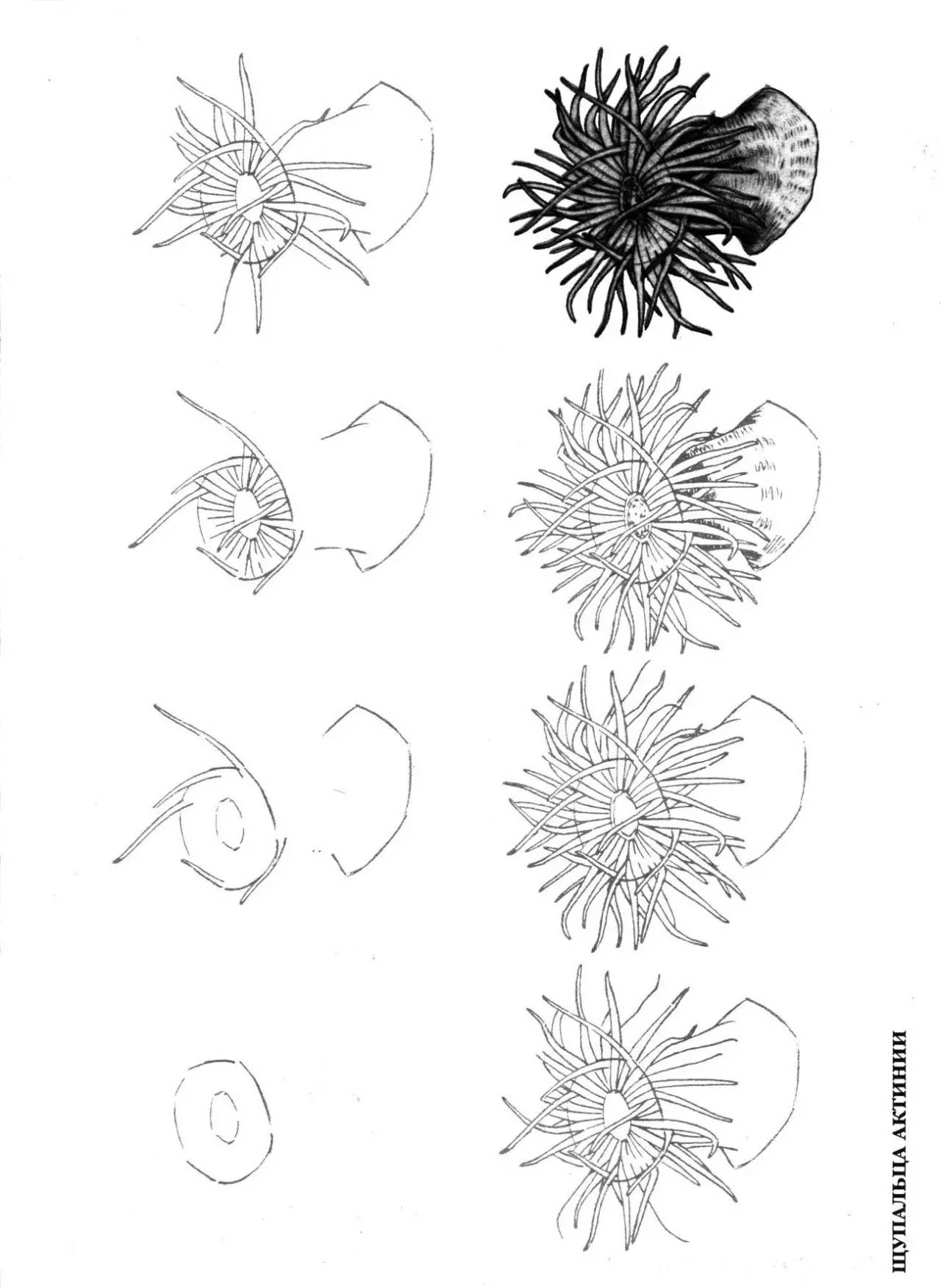 画简单点,50种海洋生物的画法!