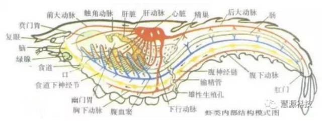 鱼,虾,蟹,小龙虾及鳖解剖图收藏贴