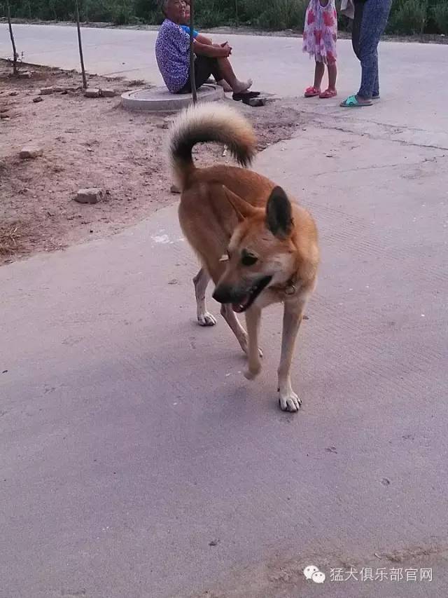 救土狗就是救自己