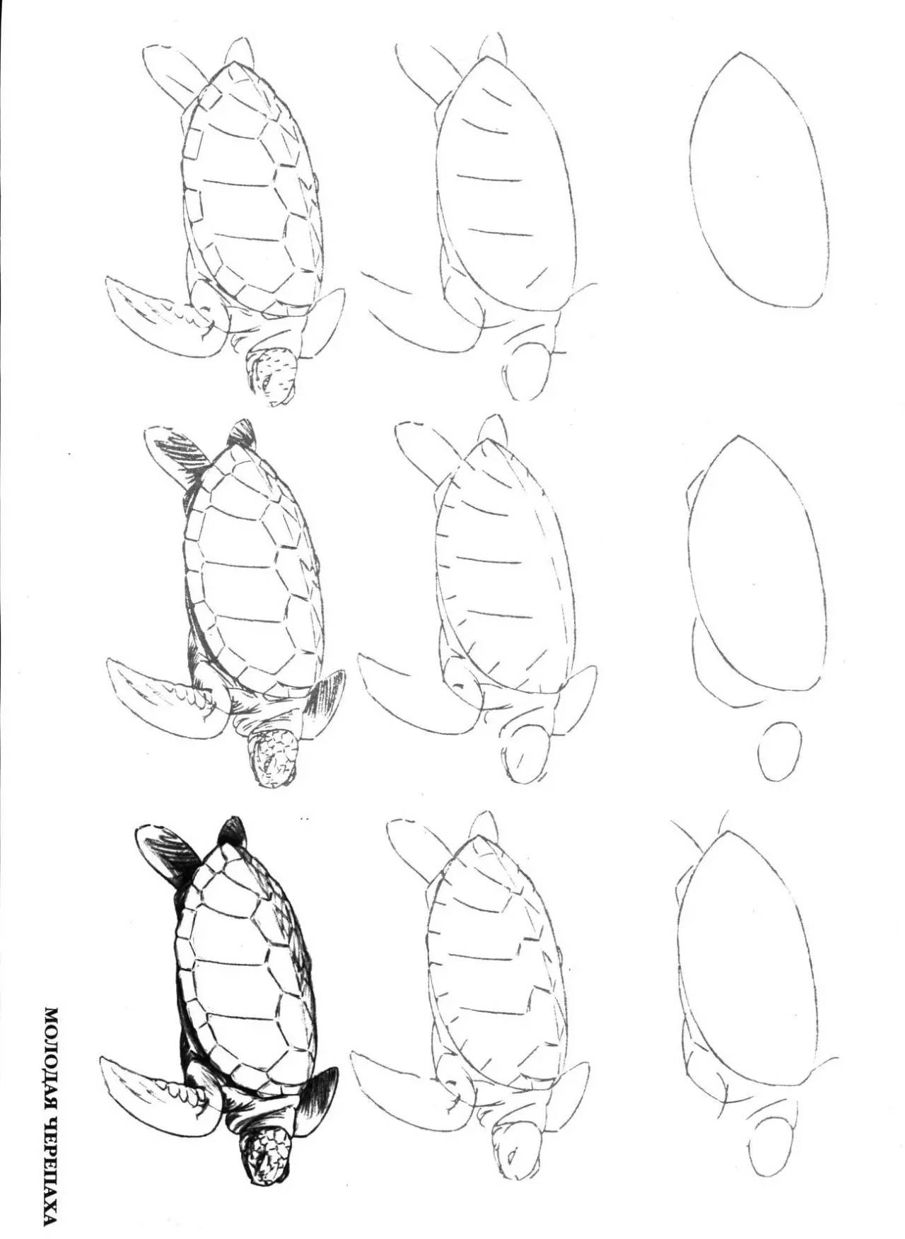 画简单点,50种海洋生物的画法!