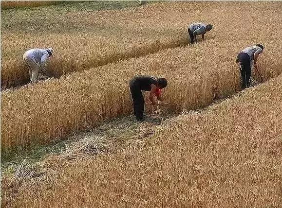 怎么搭麦垛_麦垛图片