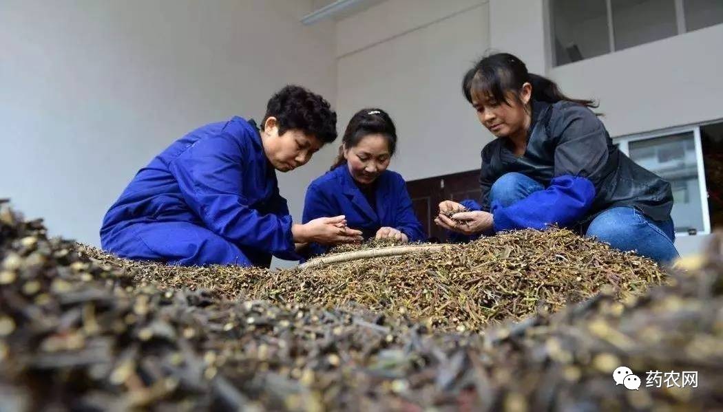 中药材的切片加工与保鲜