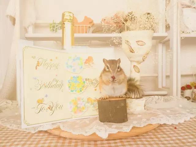 一只每天吃吃睡睡的花栗鼠，这小日子过的也太幸福了吧！