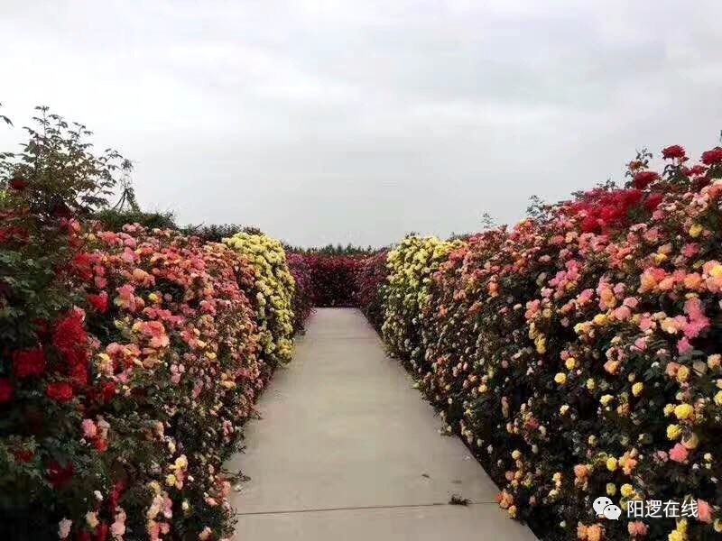 在新洲有这样一个神奇的花海迷宫你准备好去大冒险了吗