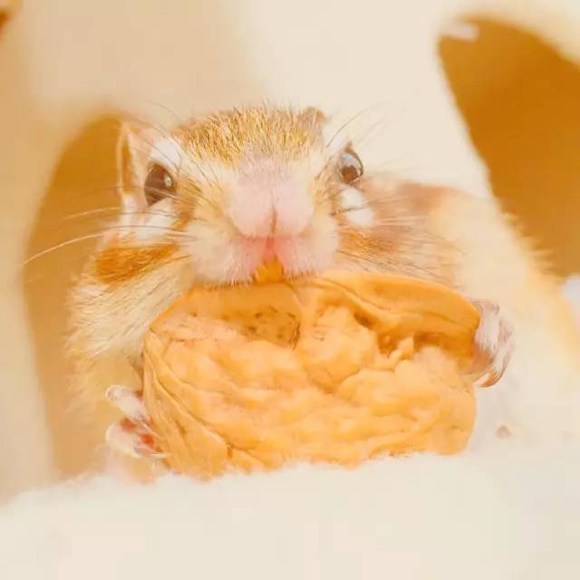 一只每天吃吃睡睡的花栗鼠，这小日子过的也太幸福了吧！