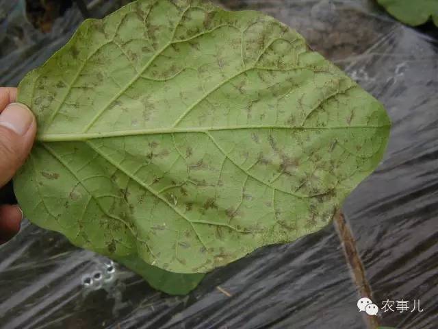 最全面的茄子病虫害图谱(菜农必藏)