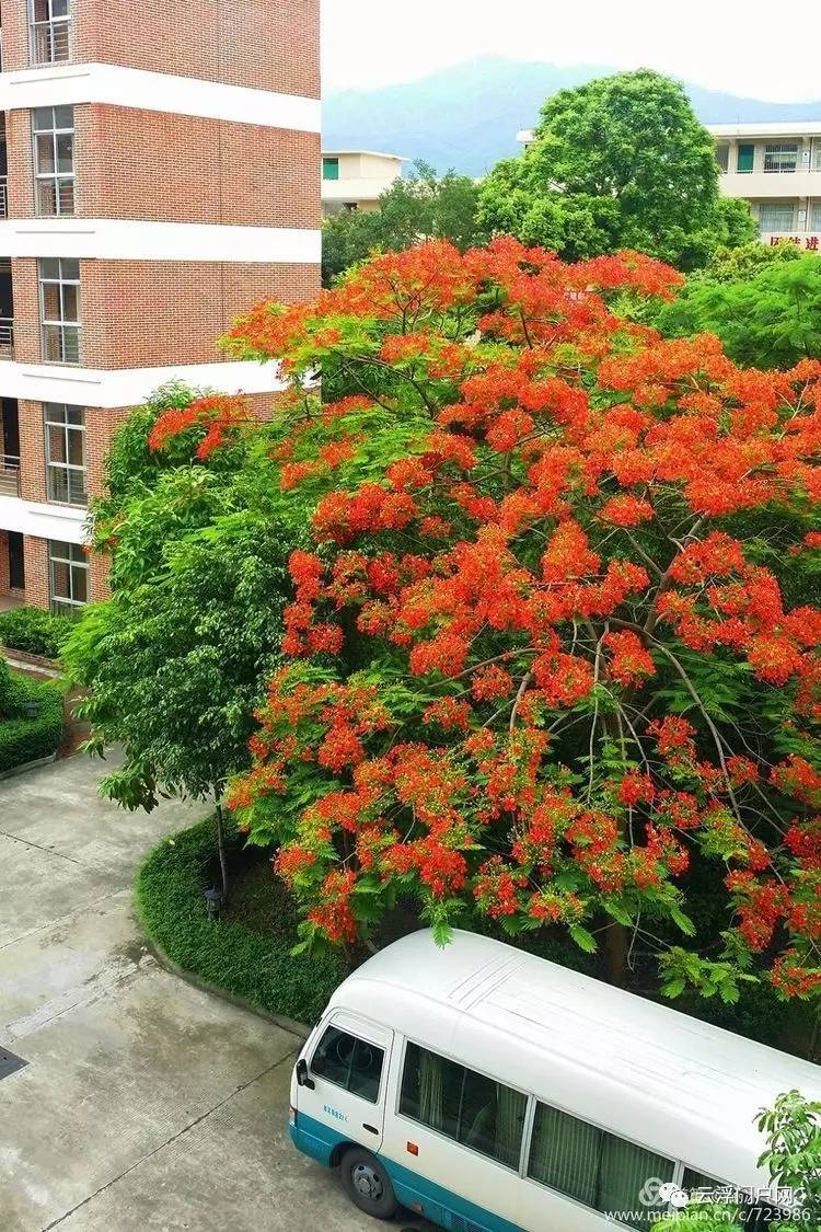 云浮市花凤凰花开绚丽如火美翻天了