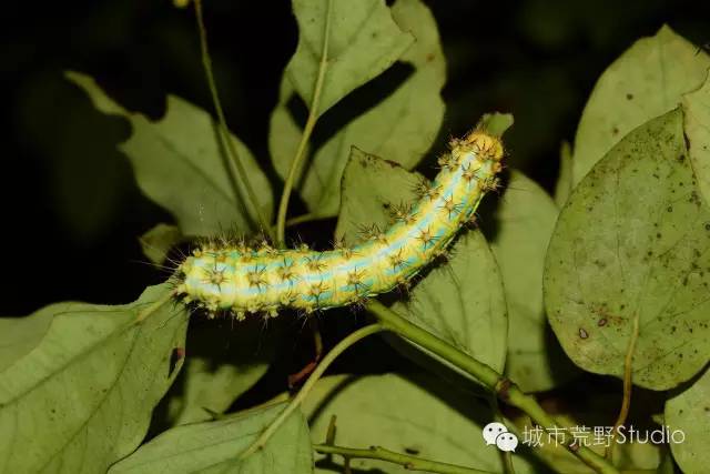 城荒夜游季又来啦!南桥萤火虫探秘之旅(本周日首场特惠)