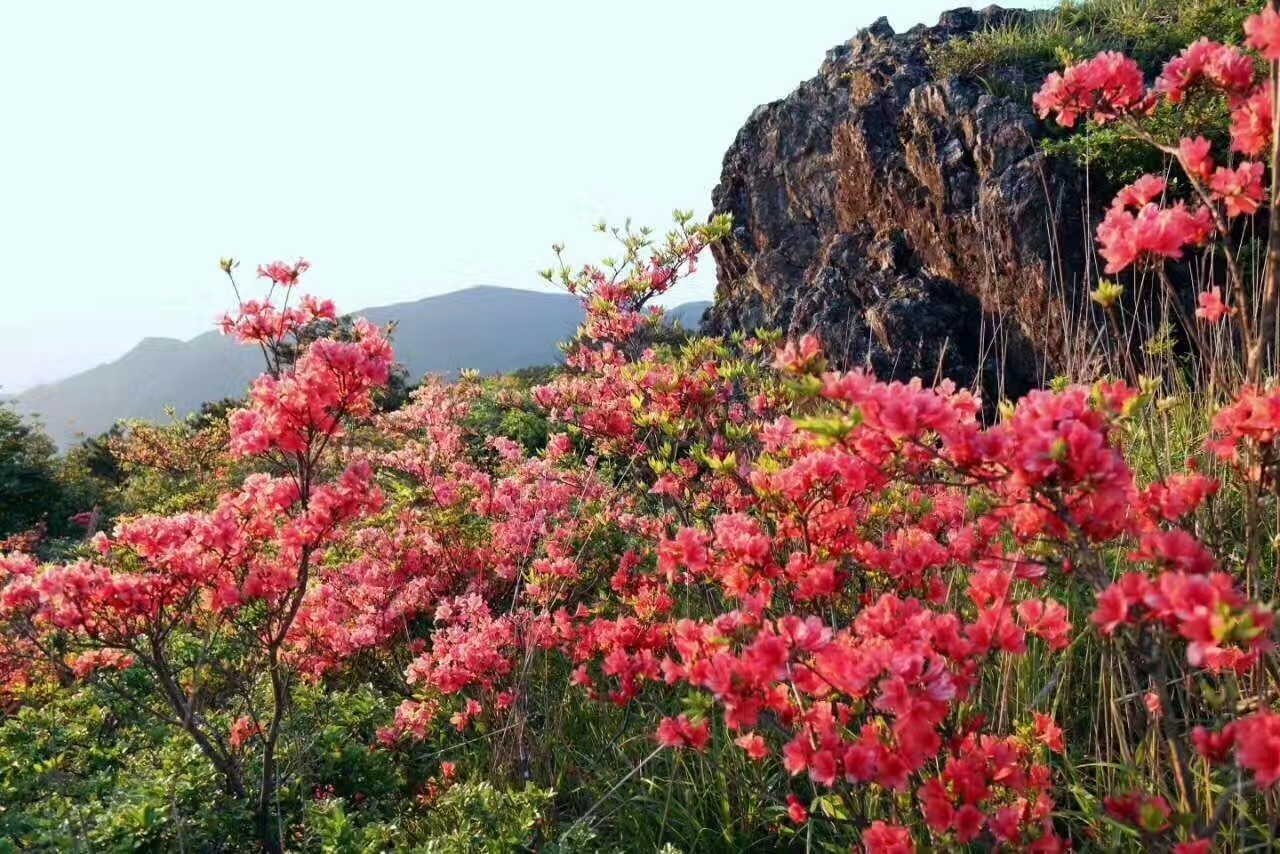 【周边游·凤阳山】凤阳山的杜鹃花开满山红,游客直呼"太美了!