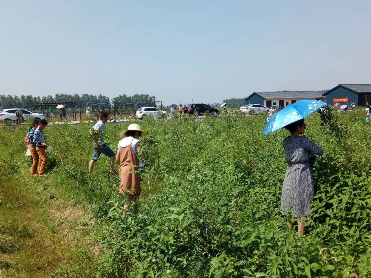 设有入口景观展示区,休闲娱乐体验区,滨水观光游览区,农业观光采摘区