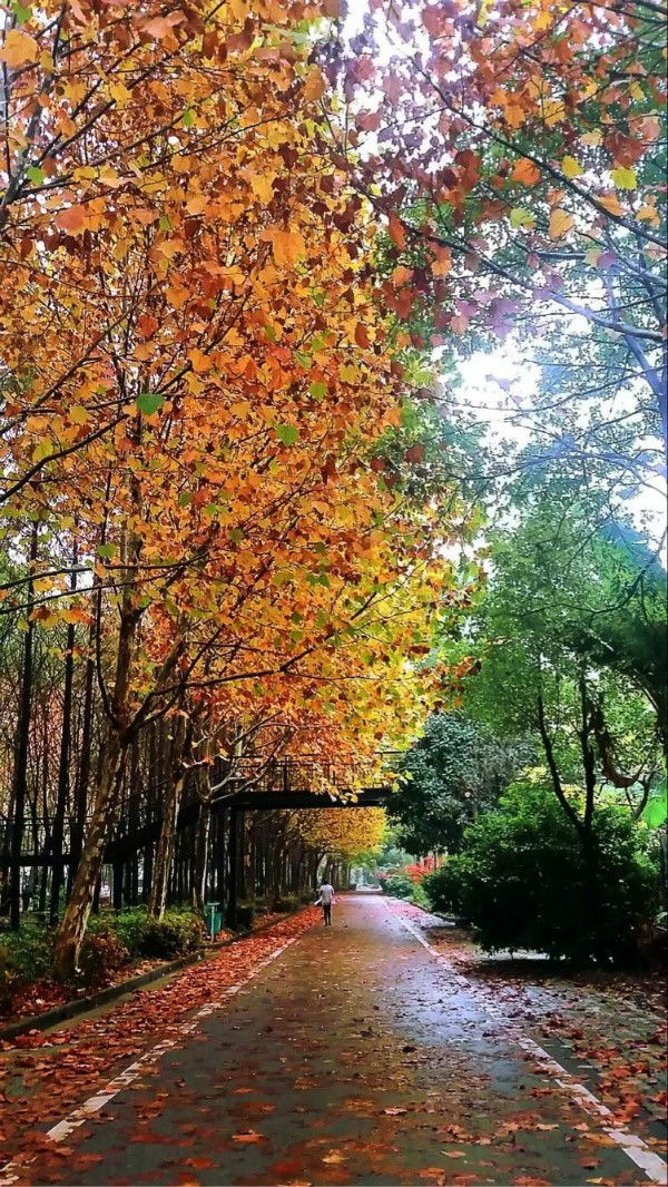 深秋梧桐雨 春日的樱