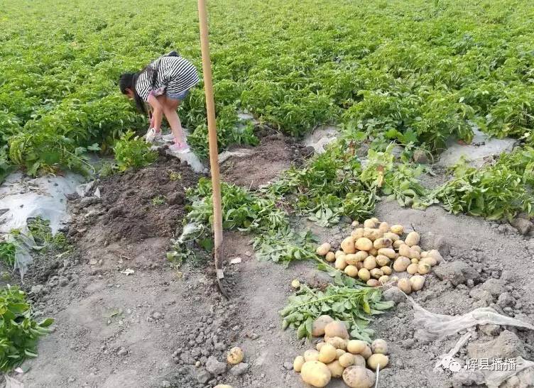 辉县胡桥油房头30亩土豆待售,带着孩子挖宝体验吧!