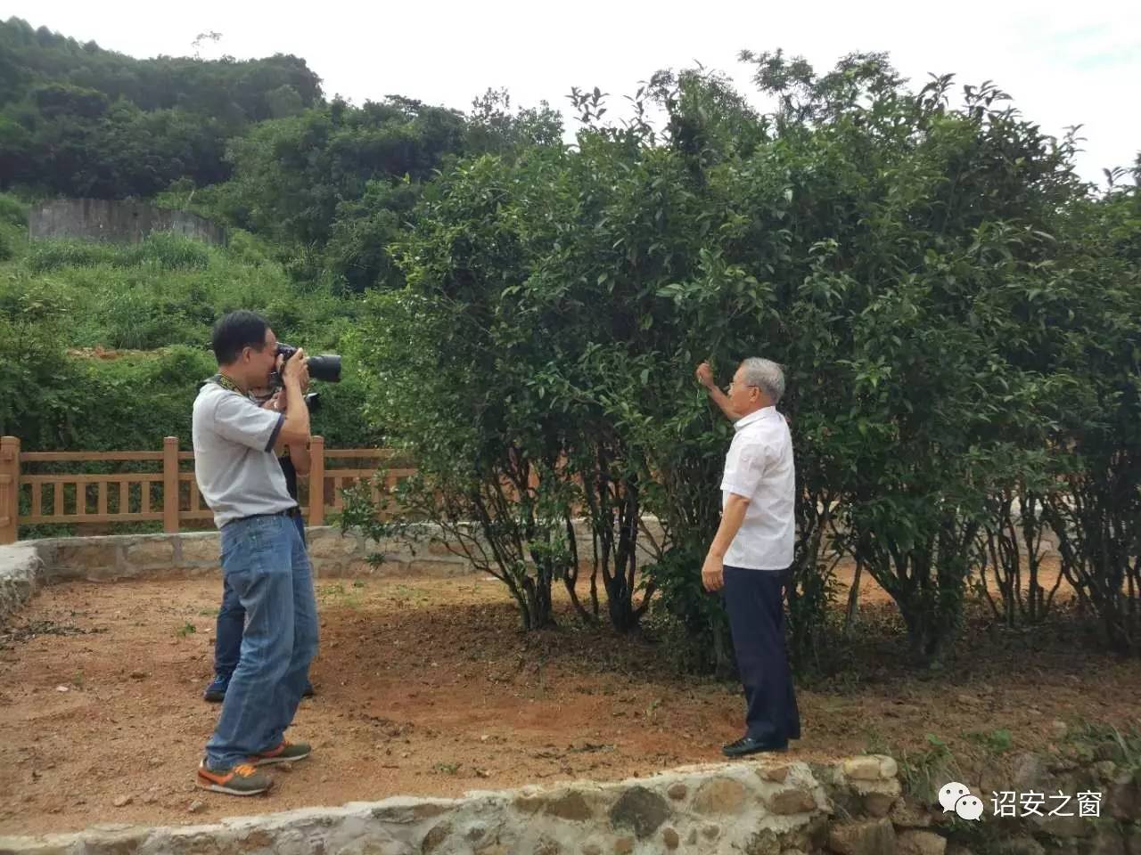 福建诏安:大力发展八仙茶产业八仙茶选育者郑兆钦(右)在诏安县白洋乡