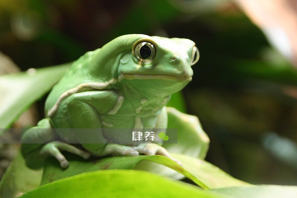 蜡白猴树蛙phyllomedusa sauvagii waxy monkey tree frog)饲养难易