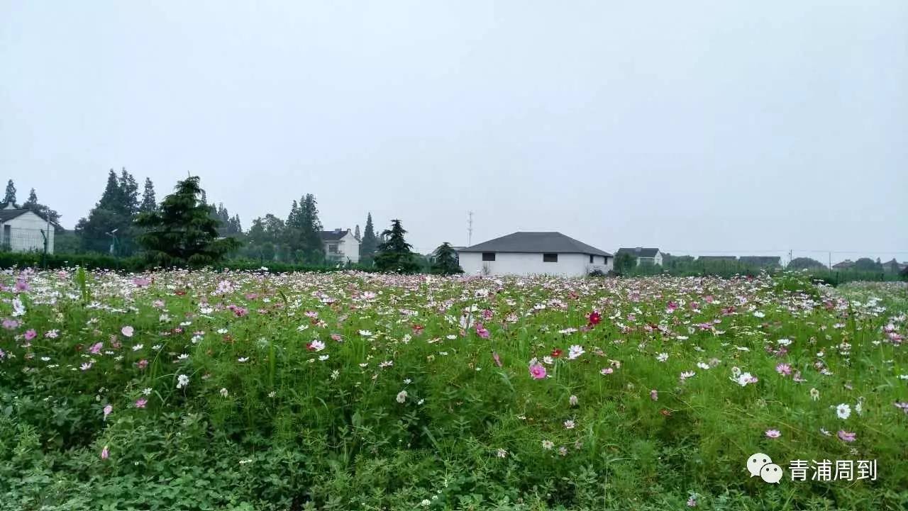 青浦这8个村被评为市级美丽乡村示范村,有没有你的家乡?(文末有福利)