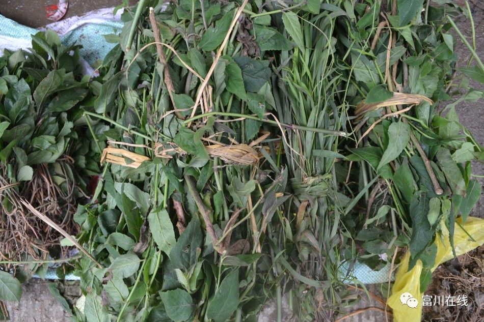 在富川,端午节除了粽子,还有民间原生态草药,今天你买了吗?