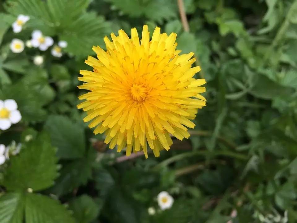 旅游 正文  ▲蒲公英:舌状花冠. 12.