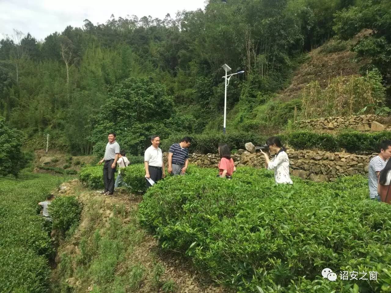 汀洋村八仙茶苗圃基地和一位茶叶企业负责人研究培育八仙茶的办法(5月