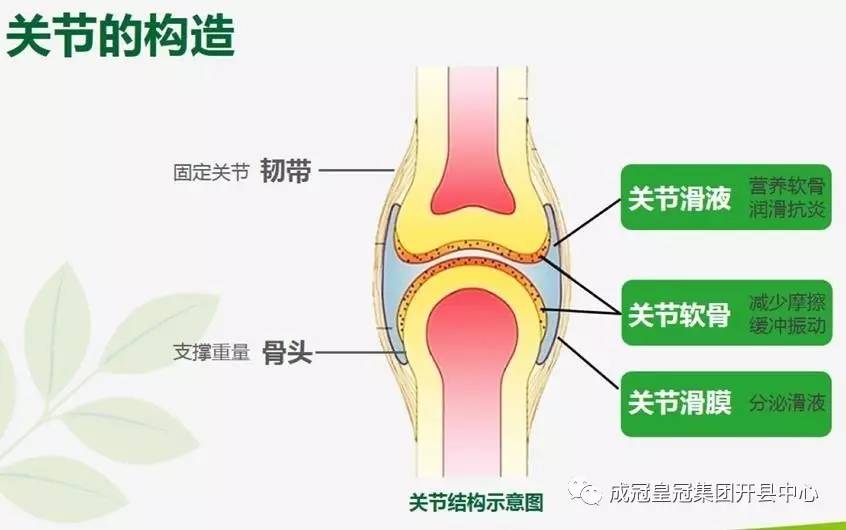 人有八大主要关节.