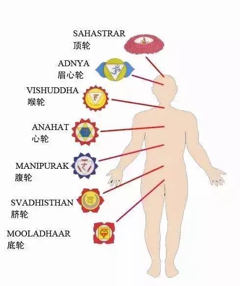 人体有七个脉轮,从下到上依次是海底轮,脐轮,太阳轮,心轮,喉轮,眉心