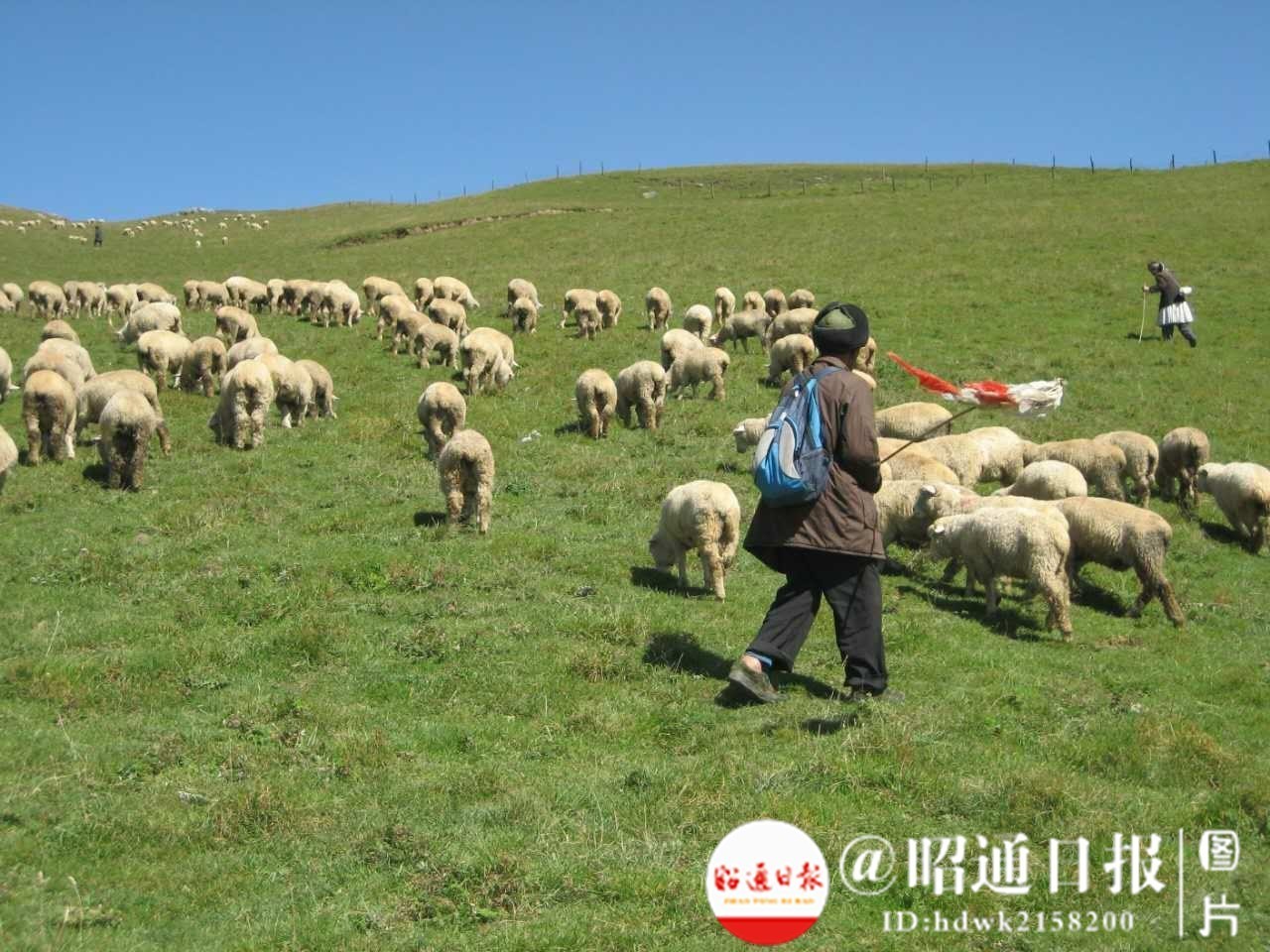 附视频丨永善马楠花山节真热闹没去现场的只能在这里看