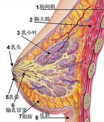 长胸不长肉的丰胸食谱 抓住生理期事半功倍 !