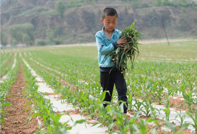 吕梁:9岁男童高温天玉米地劳作 三天假期完成两亩地