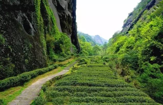 稍作休息后,乘车至大红袍景区,游 武夷山岩骨花香漫游道(用时3.5小时)