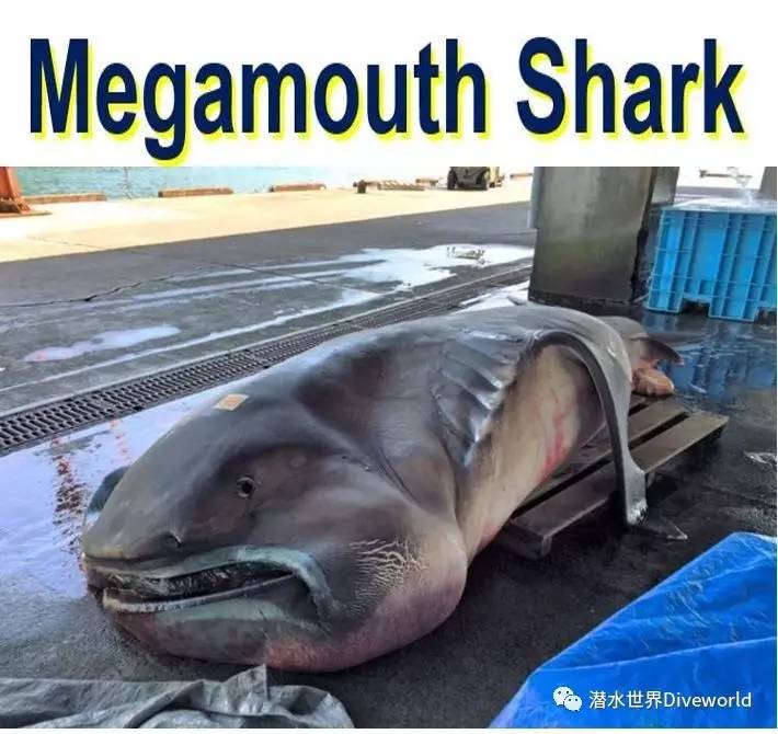 【分享】罕见巨口鲨鱼,全世界仅发现过60头左右