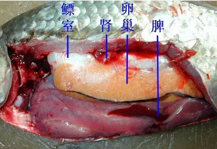 鱼,虾,蟹,小龙虾及鳖解剖图收藏贴