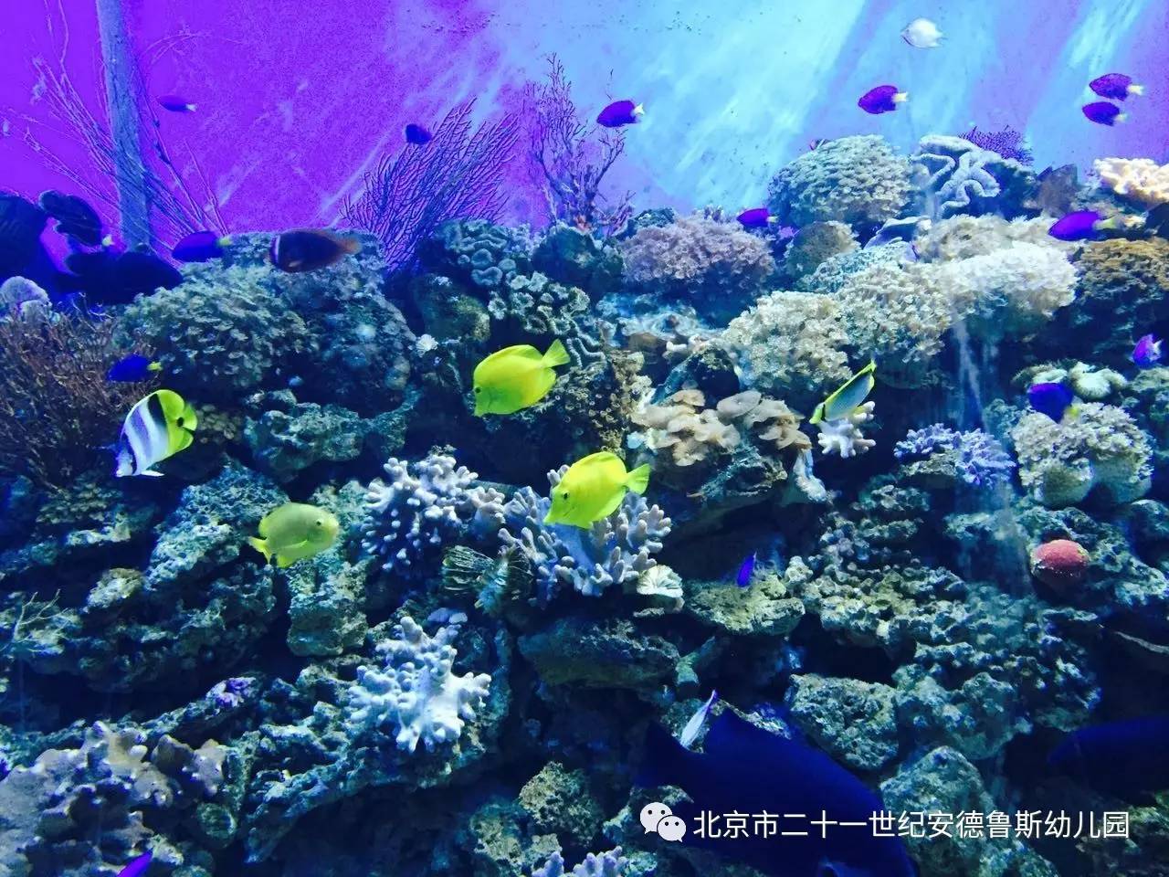 探索海洋奥秘徜徉海底世界