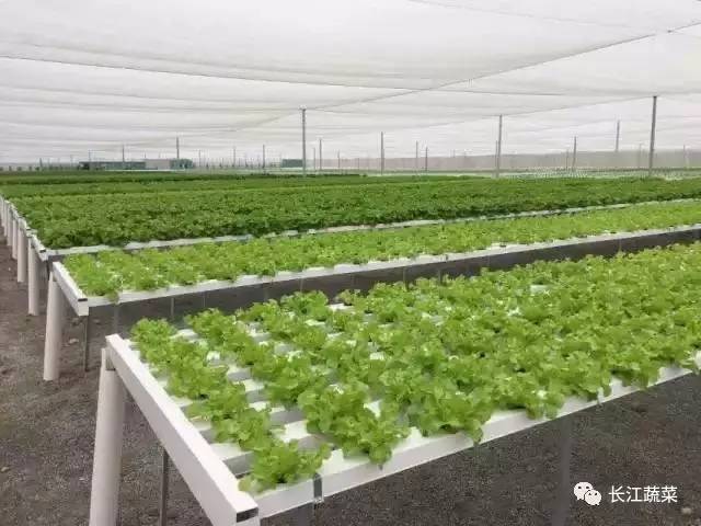 生菜立体水培技术 方法全在这里 速度收藏 长江蔬菜