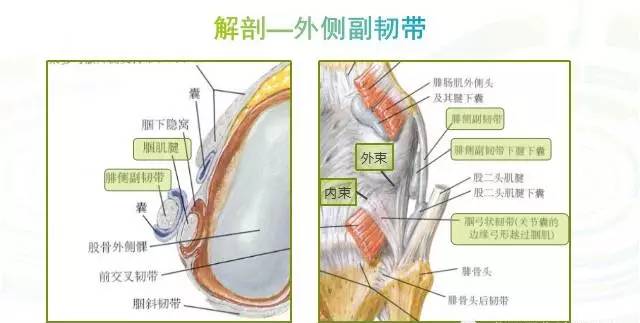 膝关节周围韧带都有哪些,您都清楚吗?