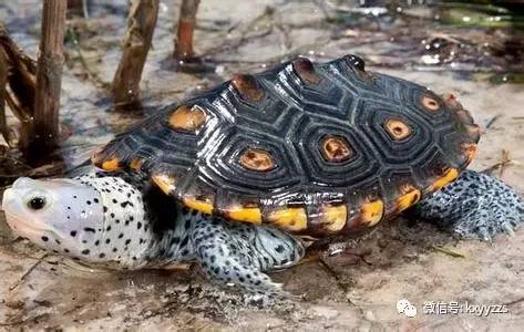 该龟之所以得名为钻纹龟是因为其背部斑纹像切割的钻石一样