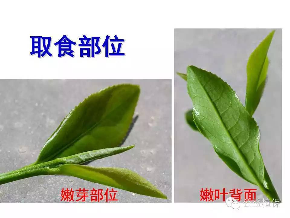 茶树病虫害高清图谱