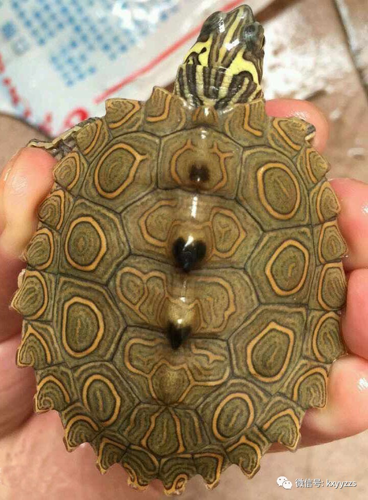 花斑图龟钻纹龟已经完成了引种,驯化,淡化过程,可以预见,经驯化繁殖