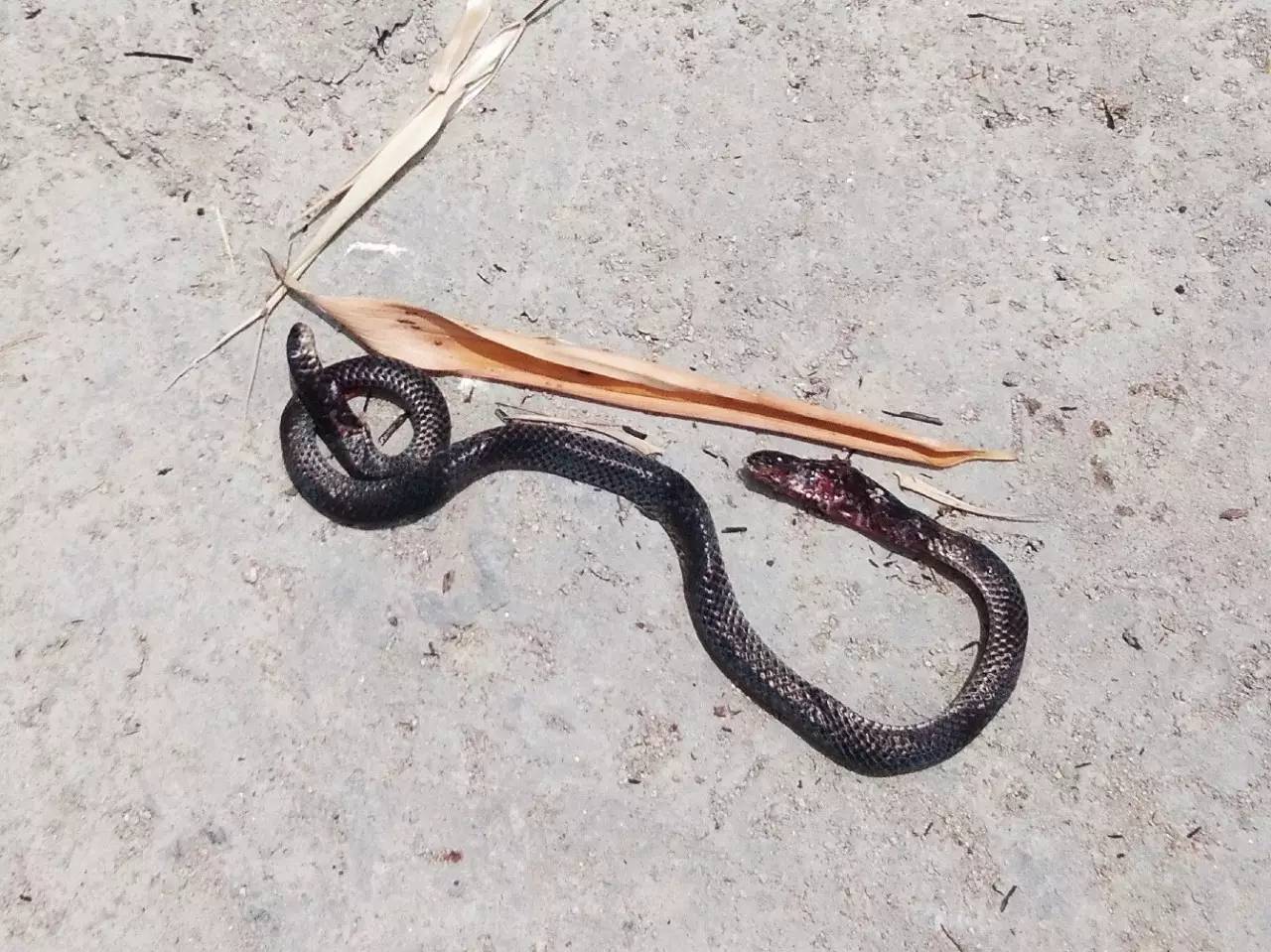 Extraordinary videos show a rare two-headed SNAKE discovered in a back ...