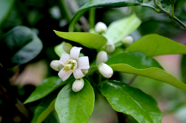 稀奇:六月柚子树又开花 现花果同树现象