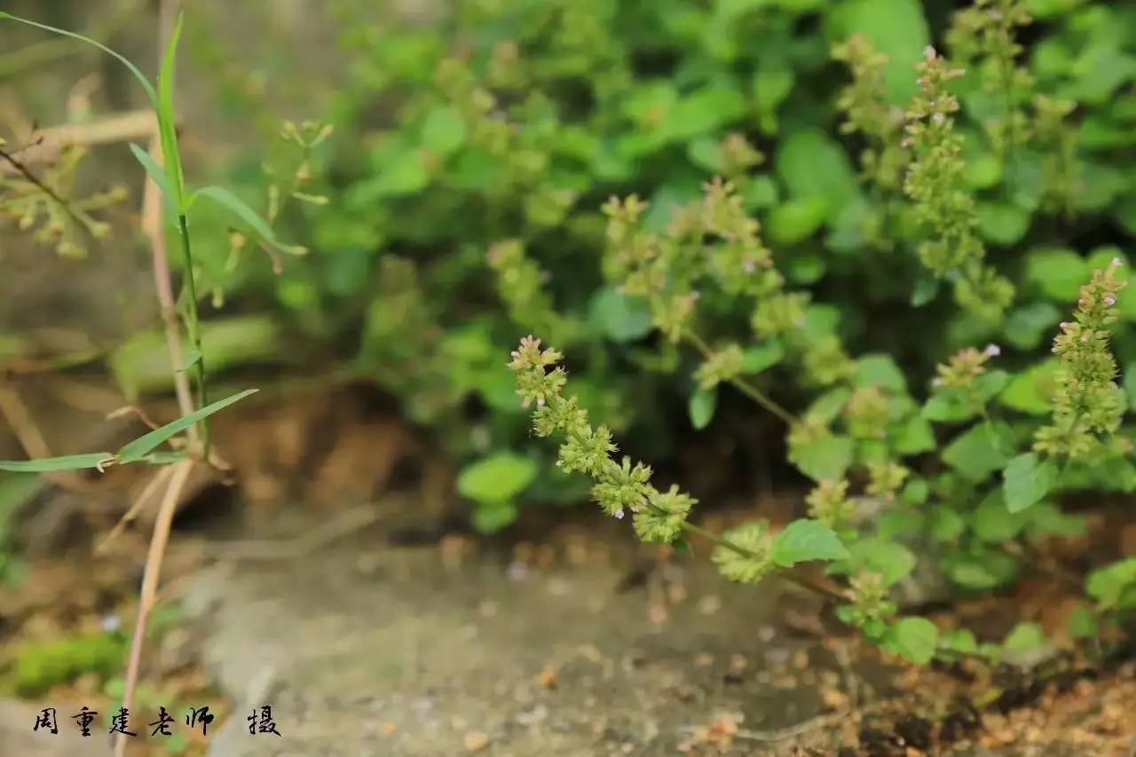 血盆草-神农架植物-图片