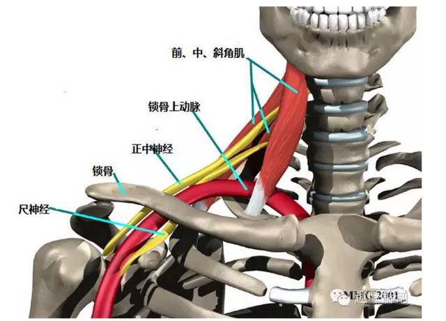 桡神经相关解剖和疾病