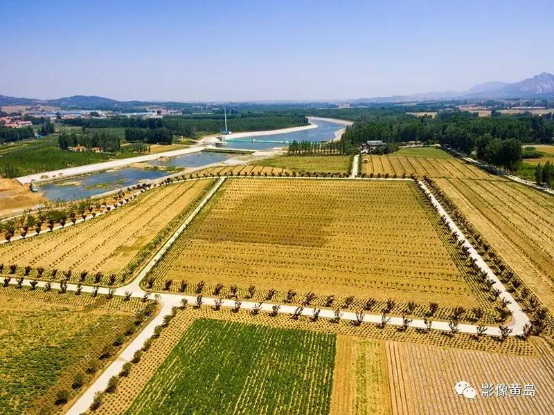 青岛西海岸大村镇|初夏的大村,阳光下的桃源,你见过吗?