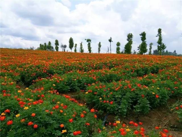 相约花海:6月7/10/11号来宾忻城薰衣草庄园赏花一日游