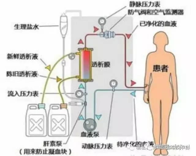 肝的解毒原理_肝脏是人体最重要的代谢和解毒器官.(2)