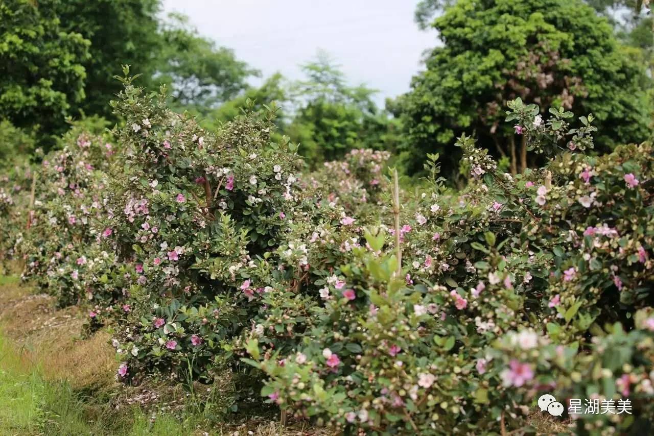 山野带来的小果实是童年的味道