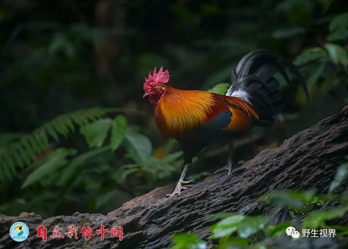 资料记载,家鸡的各个品种都是由原鸡驯化培育而来.