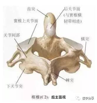 颈椎分七段每段不好都会产生不同的疾病附3d颈椎解剖