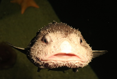 【国际】全球最丑生物？日本展出罕见“水滴鱼”(图)