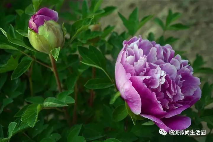 【探索】临洮紫斑牡丹的名贵品种有哪些?它们现在身居