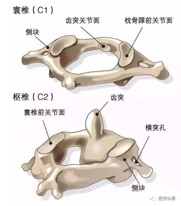 颈椎分七段每段不好都会产生不同的疾病附3d颈椎解剖